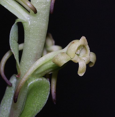 Satyrium odorum